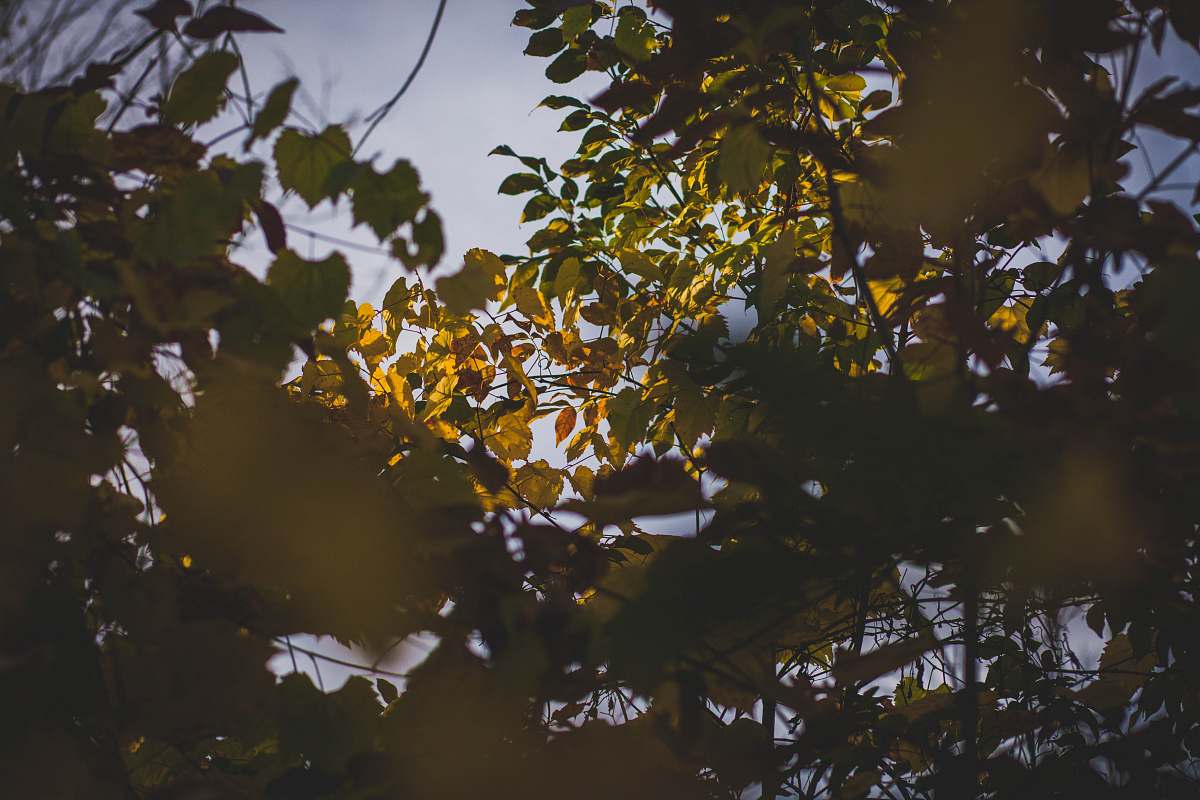 northville low angle photography of green leafed trees sunlight